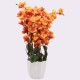 Orange Blossoms Flower Plant With Pot