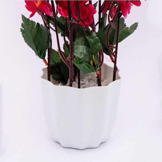Pink Blossoms Flower Plant With Pot