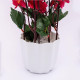 Pink Blossoms Flower Plant With Pot