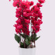Pink Blossoms Flower Plant With Pot