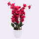 Pink Blossoms Flower Plant With Pot