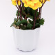 Yellow Blossoms Flower Plant With Pot Yellow Blossoms Flower Plant With Pot